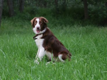 家养边境牧羊犬图片