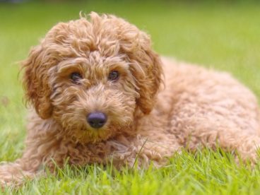 绿色草地趴着的贵宾犬图片