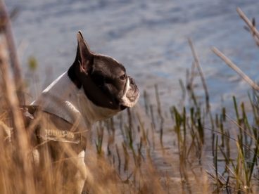 站在河边观望的斗牛犬摄影图片