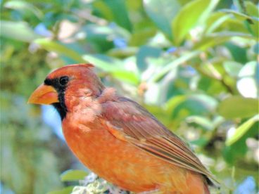 红衣主教鸟图片