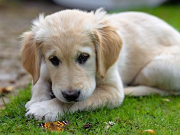 趴在草地上的拉布拉多犬图片