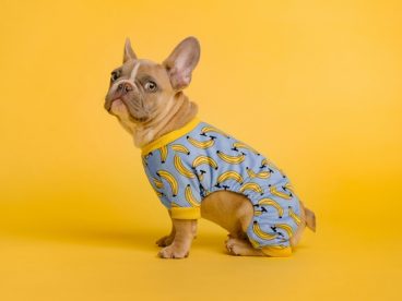 可爱斗牛犬摄影图片