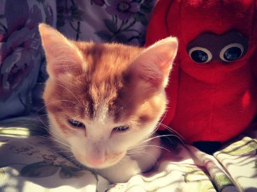 我家的新成员喵喵，颜值高，地位也比我高，还会撒娇卖萌，和我争宠