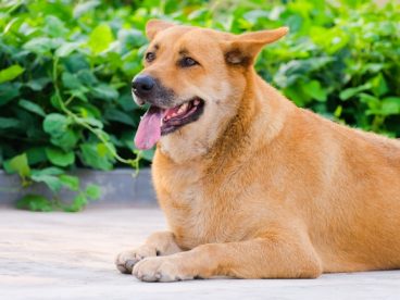 可爱萌宠中华田园犬图片