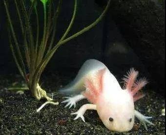 六角蝾螈是两梄类的动物，养起来也不太容易，有许许多多需要注意的地方，稍不注意就会死去