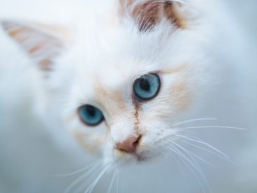 可爱白色小萌猫图片