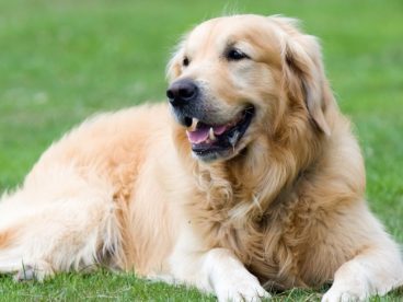 可爱的金毛犬图片