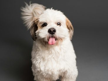 白色萌宠狗狗写真摄影图片