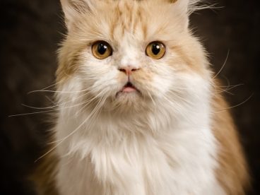 可爱波斯猫萌宠写真摄影图片
