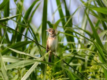 芦苇丛中的小鸟图片