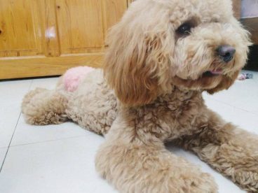 真可爱，我家小布丁就是这么可爱。就是有点调皮