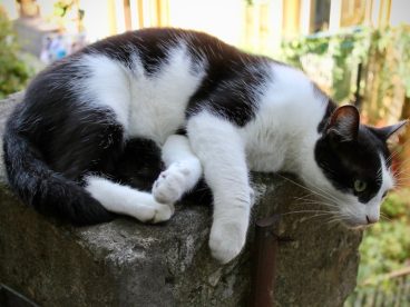 慵懒黑白小猫图片