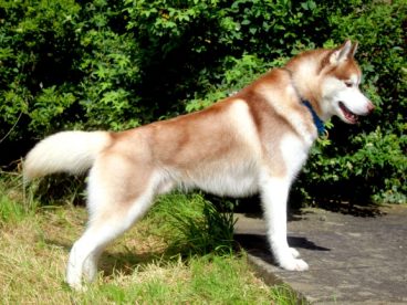 哈士奇小狗可爱图片