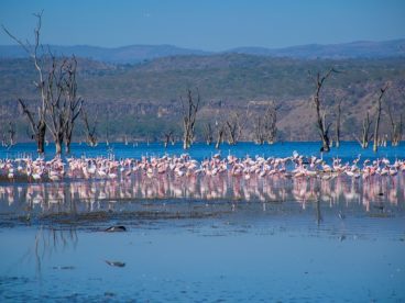 肯尼亚泻湖火烈鸟群图片
