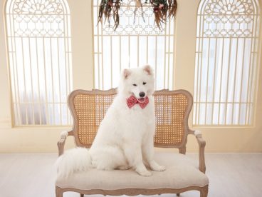 可爱白色萨摩耶狗狗写真图片