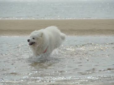 萨摩耶水中的千姿百态