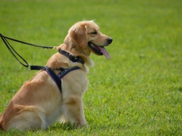大型纯种金毛犬图片
