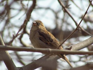户外小麻雀图片