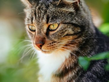 高清可爱虎斑猫图片