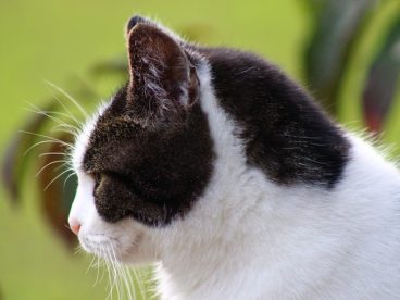 黑白相间可爱小猫图片