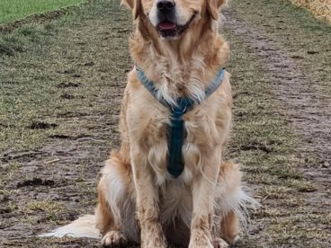 大型宠物犬金毛猎犬图片