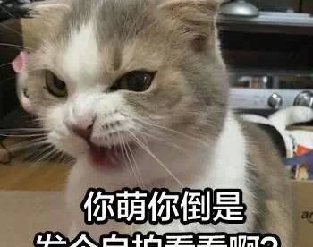 萌猫表情包