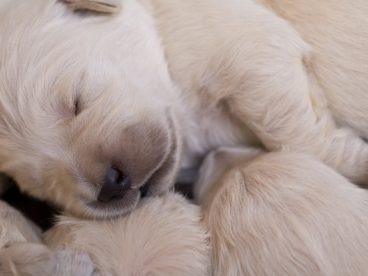 可爱金毛小狗狗图片