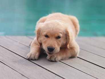 池畔趴着的金毛猎犬图片