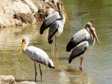 非洲野生鹈鹕图片