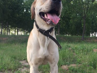 开心的一天，拉布拉多已经一岁了，成了小小少年了，好开心，玩了大半天好满足啊