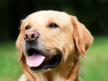 拉布拉多成犬图片