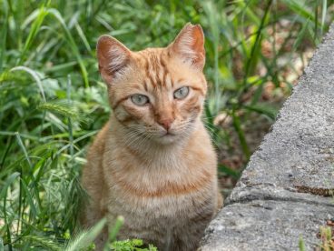 站在草丛里的小猫咪图片