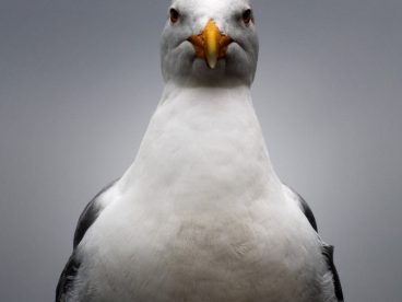 高清白腹海鸥摄影图片