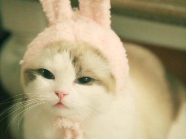 馒头～～喵星人 猫猫