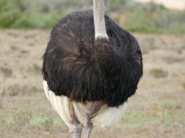 一只鸵鸟图片