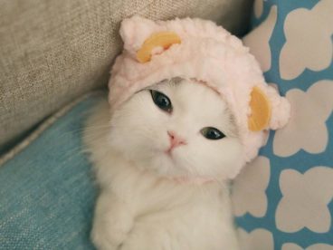馒头 萌宠 喵喵