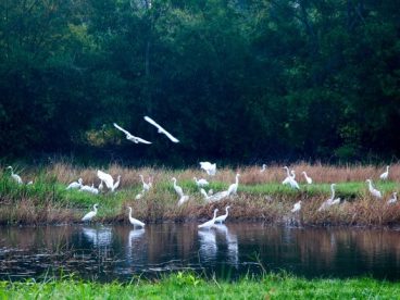 草原候鸟冬天栖息地图片