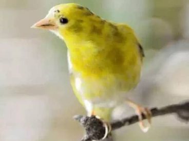 这样的极品黄雀你见过吗？