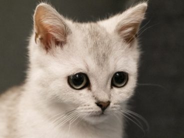 白色家养小猫咪图片