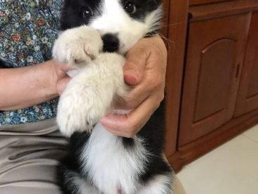 小边境牧羊犬，单纯无辜的眼神心都要化掉了～