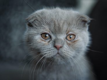 棕色眼睛的灰色小猫图片