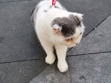 这肥猫不知吃了多少老鼠居然那么肥?