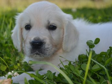 白色金毛猎犬图片