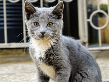 家养灰色小猫图片