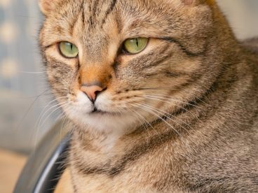 欧洲短毛猫可爱摄影图片