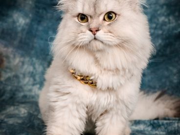 白色慵懒可爱波斯猫图片