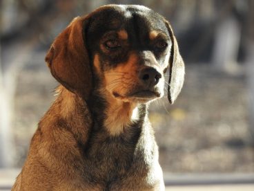 蹲坐在地上的猎浣熊犬摄影图片