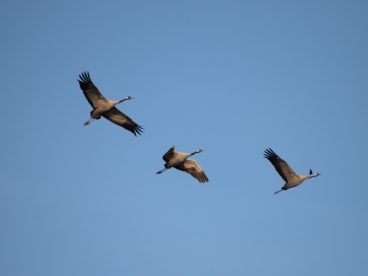 空中候鸟飞行图片
