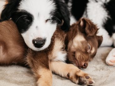 睡觉的小狗狗图片