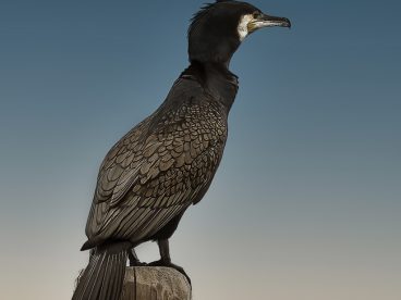 黑色野生鸬鹚图片